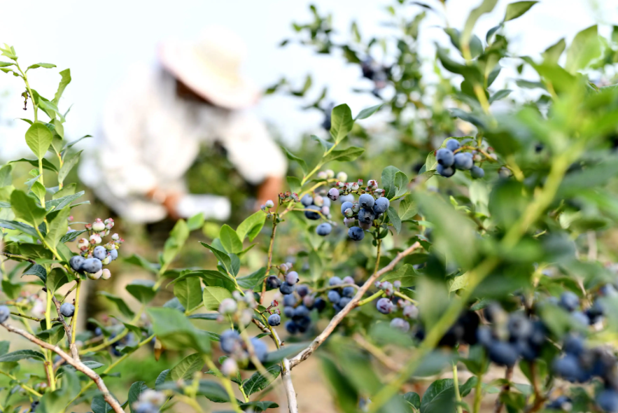 貴州穗豐酒業(yè)開發(fā)有限公司