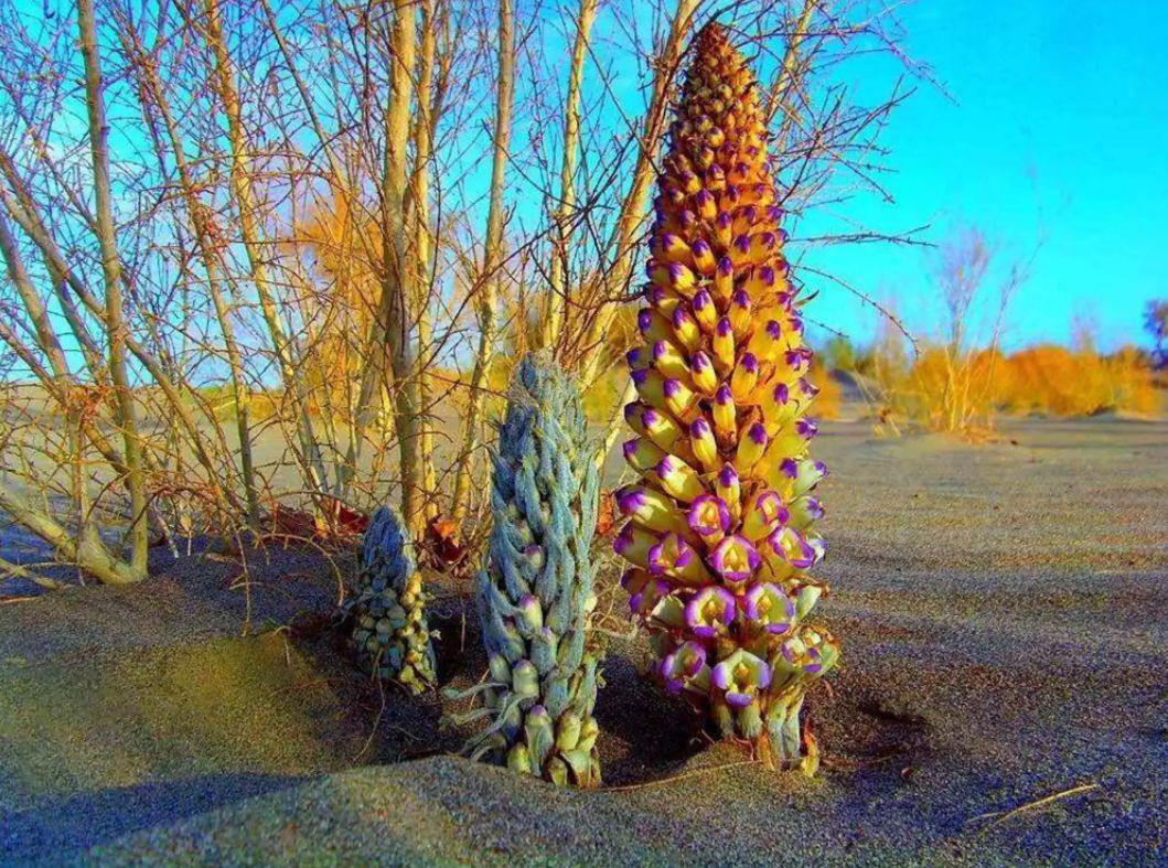 林達沙產(chǎn)業(yè)